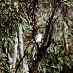 Lalage tricolor at Googong, NSW - 13 Oct 2019