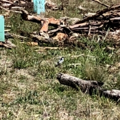 Lalage tricolor at Googong, NSW - 13 Oct 2019