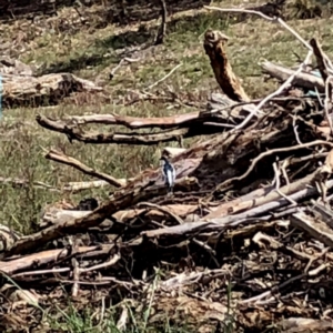 Lalage tricolor at Googong, NSW - 13 Oct 2019