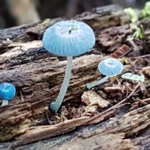 Mycena interrupta at Paddys River, ACT - 10 Jun 2018