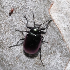 Chalcopteroides columbinus (Rainbow darkling beetle) at ANBG - 24 Sep 2019 by TimL