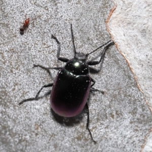 Chalcopteroides columbinus at Acton, ACT - 24 Sep 2019 12:34 PM