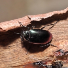 Chalcopteroides columbinus at Acton, ACT - 24 Sep 2019 12:34 PM