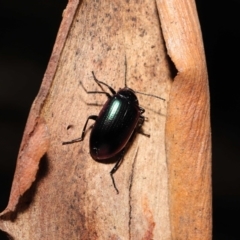 Chalcopteroides columbinus at Acton, ACT - 24 Sep 2019 12:34 PM