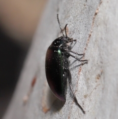 Chalcopteroides columbinus at Acton, ACT - 24 Sep 2019