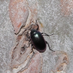 Chalcopteroides columbinus at Acton, ACT - 24 Sep 2019