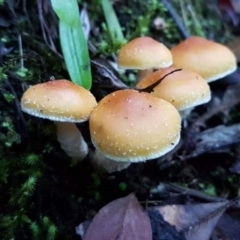 Hypholoma sp. (Hypholoma) at Paddys River, ACT - 10 Jun 2018 by trevorpreston