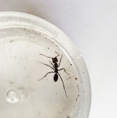 Iridomyrmex purpureus (Meat Ant) at Hughes Garran Woodland - 17 Oct 2019 by ruthkerruish