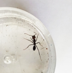 Iridomyrmex purpureus at Garran, ACT - 17 Oct 2019