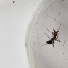 Iridomyrmex purpureus at Garran, ACT - 17 Oct 2019