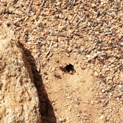 Iridomyrmex purpureus at Garran, ACT - 17 Oct 2019