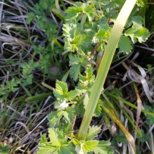 Rubus parvifolius at Forde, ACT - 10 Oct 2019