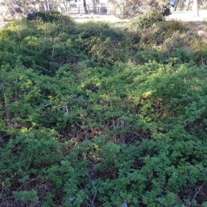 Rubus parvifolius at Forde, ACT - 10 Oct 2019