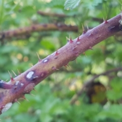 Rubus parvifolius at Forde, ACT - 10 Oct 2019