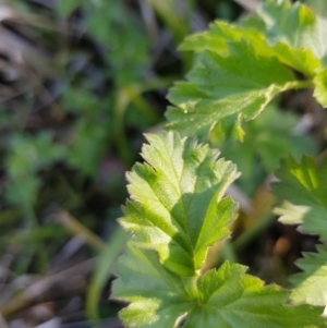 Rubus parvifolius at Forde, ACT - 10 Oct 2019