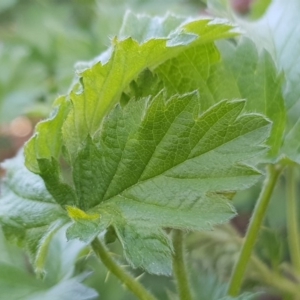 Rubus parvifolius at Forde, ACT - 10 Oct 2019 09:26 AM