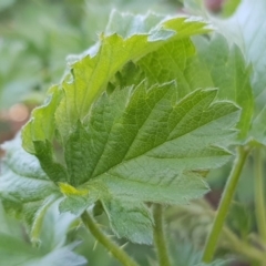 Rubus parvifolius at Forde, ACT - 10 Oct 2019