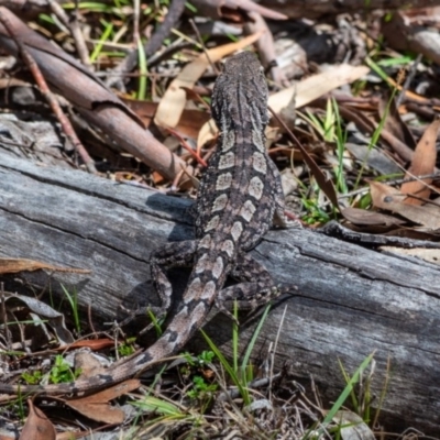 Amphibolurus muricatus (Jacky Lizard) at Namadgi National Park - 6 Oct 2019 by Philip
