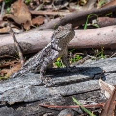 Amphibolurus muricatus at Tennent, ACT - 6 Oct 2019 11:10 AM