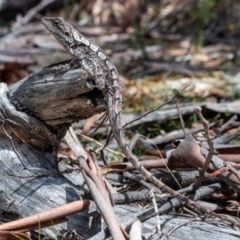 Amphibolurus muricatus at Tennent, ACT - 6 Oct 2019 11:10 AM