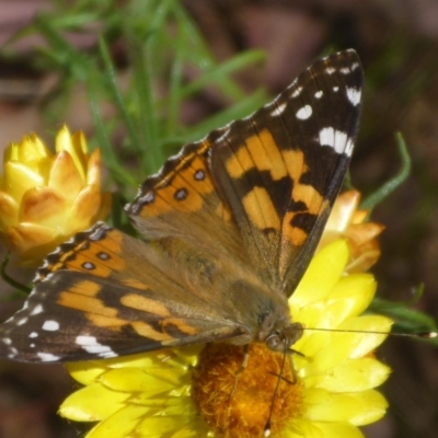 Vanessa kershawi (Australian Painted Lady) at Aranda, ACT - 4 Nov 2014 by JanetRussell