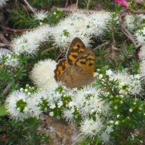 Heteronympha merope at Aranda, ACT - 4 Nov 2014