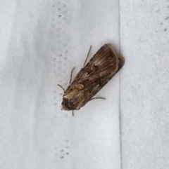 Agrotis munda (Brown Cutworm) at Kambah, ACT - 11 Oct 2019 by GirtsO