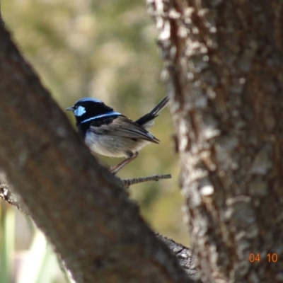 Malurus cyaneus (Superb Fairywren) at Red Hill Nature Reserve - 4 Oct 2019 by TomT