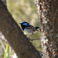 Malurus cyaneus at Red Hill, ACT - 4 Oct 2019 10:21 AM