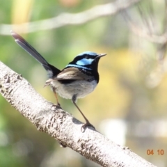 Malurus cyaneus at Red Hill, ACT - 4 Oct 2019 10:21 AM