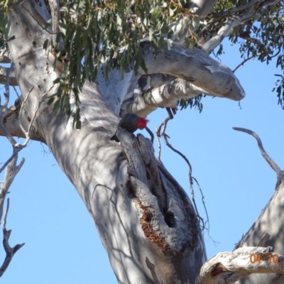 Callocephalon fimbriatum (Gang-gang Cockatoo) at Deakin, ACT - 3 Oct 2019 by TomT