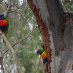 Trichoglossus moluccanus (Rainbow Lorikeet) at Hughes, ACT - 11 Oct 2019 by TomT
