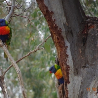 Trichoglossus moluccanus (Rainbow Lorikeet) at Hughes, ACT - 11 Oct 2019 by TomT