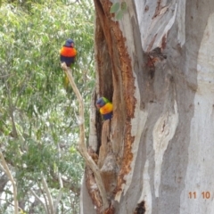 Trichoglossus moluccanus at Hughes, ACT - 11 Oct 2019