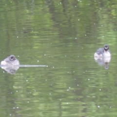 Tachybaptus novaehollandiae (Australasian Grebe) at Bega, NSW - 11 Oct 2019 by MatthewHiggins