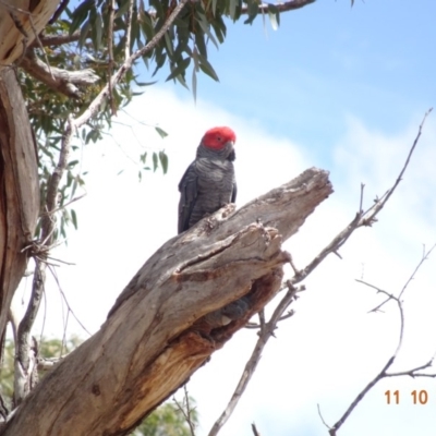 Callocephalon fimbriatum (Gang-gang Cockatoo) at GG101 - 11 Oct 2019 by TomT