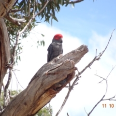 Callocephalon fimbriatum (Gang-gang Cockatoo) at GG38 - 11 Oct 2019 by TomT
