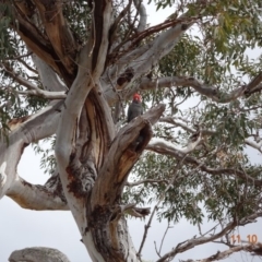 Callocephalon fimbriatum at Hughes, ACT - 11 Oct 2019