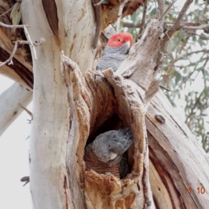 Callocephalon fimbriatum at Hughes, ACT - 11 Oct 2019