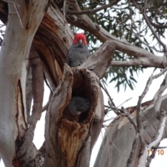 Callocephalon fimbriatum at Hughes, ACT - 11 Oct 2019