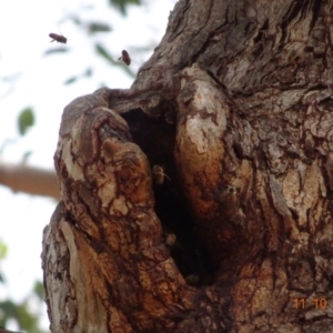 Apis mellifera at Deakin, ACT - 11 Oct 2019 11:44 AM