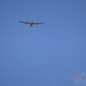 Falco cenchroides at Garran, ACT - 11 Oct 2019 11:07 AM