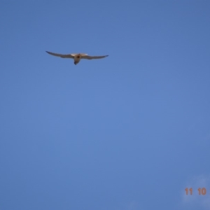 Falco cenchroides at Garran, ACT - 11 Oct 2019
