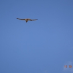 Falco cenchroides (Nankeen Kestrel) at Garran, ACT - 11 Oct 2019 by TomT