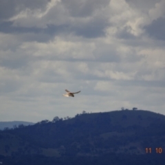 Falco cenchroides at Garran, ACT - 11 Oct 2019