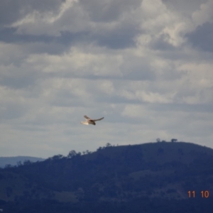 Falco cenchroides at Garran, ACT - 11 Oct 2019 11:07 AM