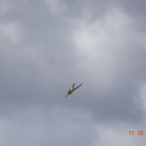 Falco cenchroides at Garran, ACT - 11 Oct 2019