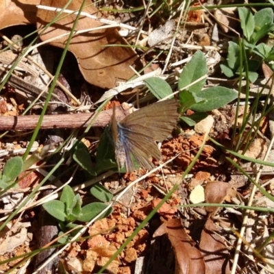 Zizina otis (Common Grass-Blue) at Namadgi National Park - 10 Oct 2019 by KMcCue