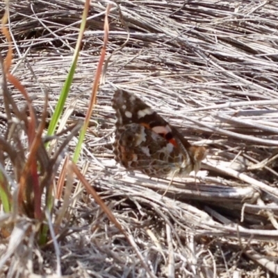 Vanessa kershawi (Australian Painted Lady) at Namadgi National Park - 9 Oct 2019 by KMcCue