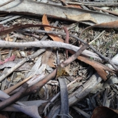 Trapezites phigalia (Heath Ochre) at Mount Clear, ACT - 10 Oct 2019 by KMcCue